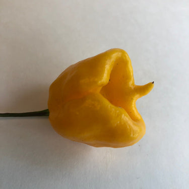 Yellow Reaper Cross - Seeds - The Pepper Pantry (Formerly Marie Sharp's)